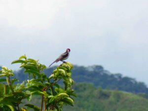 Birdwatching at Pangot and Kilbury