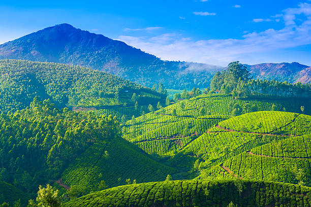 Places to Stay in Munnar: A Guide to Your Perfect Getaway