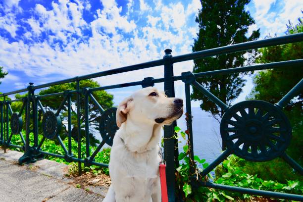 Pet-Friendly Hotels in Nainital: A Guide for You and Your Furry Friend