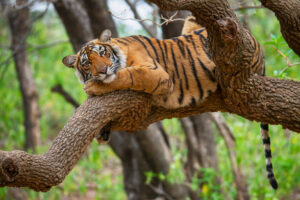 Explore the Wildlife at Ranthambore National Park