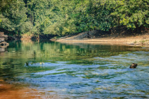 Mandovi River