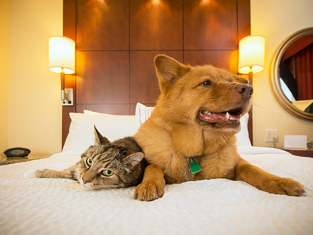 pet-friendly-hotels-in-delhi-welcoming-you-and-your-furry-friends