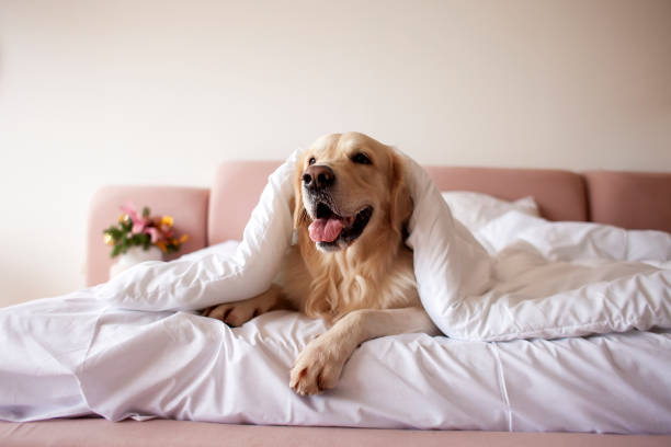 Pet-Friendly Hotels in Agra: A Comfortable Stay for You and Your Furry Friends