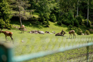 Visit the High Altitude Zoo