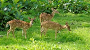 Mudumalai National Park