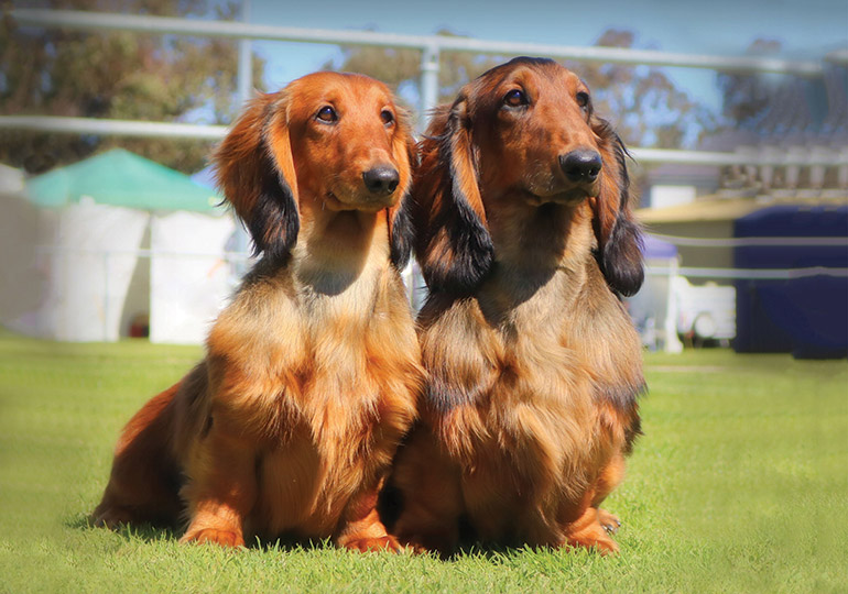 Are Long-Haired Dachshunds Good Family Pets?