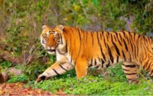 Jim Corbett National Park: A Wildlife Paradise in Uttarakhand 