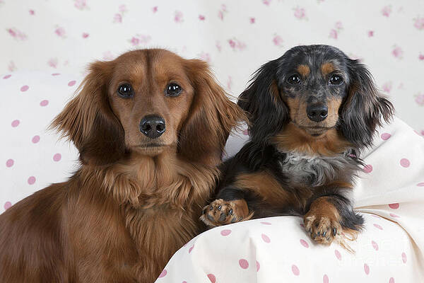 What is the Price of Long-Haired Dachshunds in the Market?