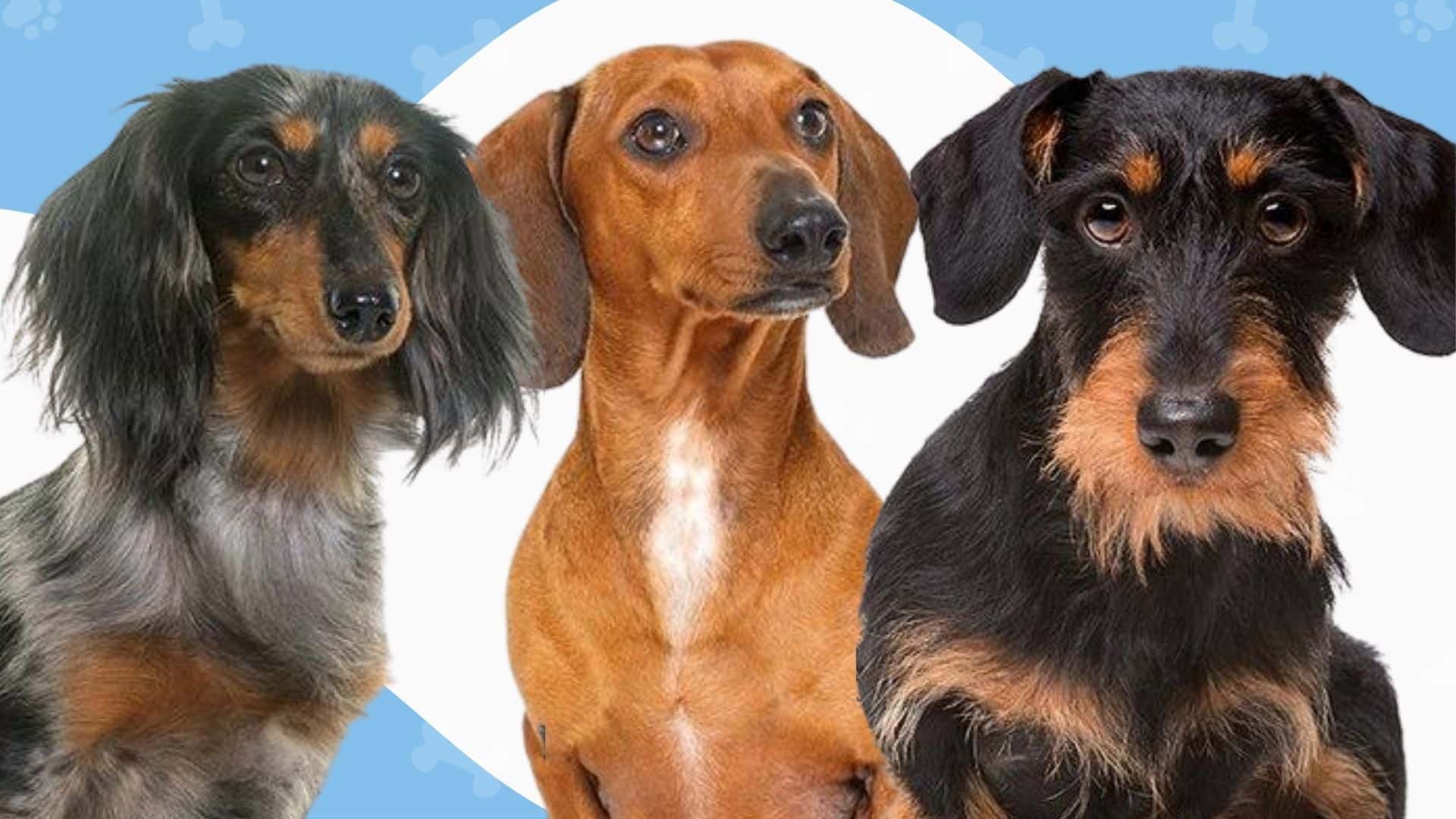 Types of Long-Haired Dachshunds?