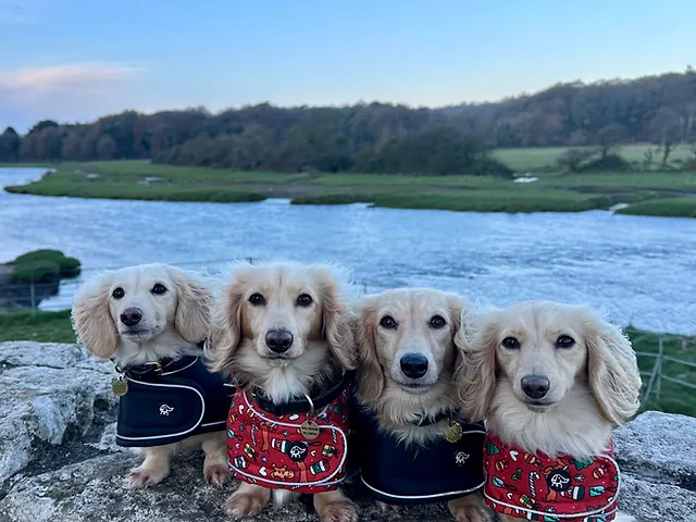 Where to Buy Long-Haired Dachshunds?